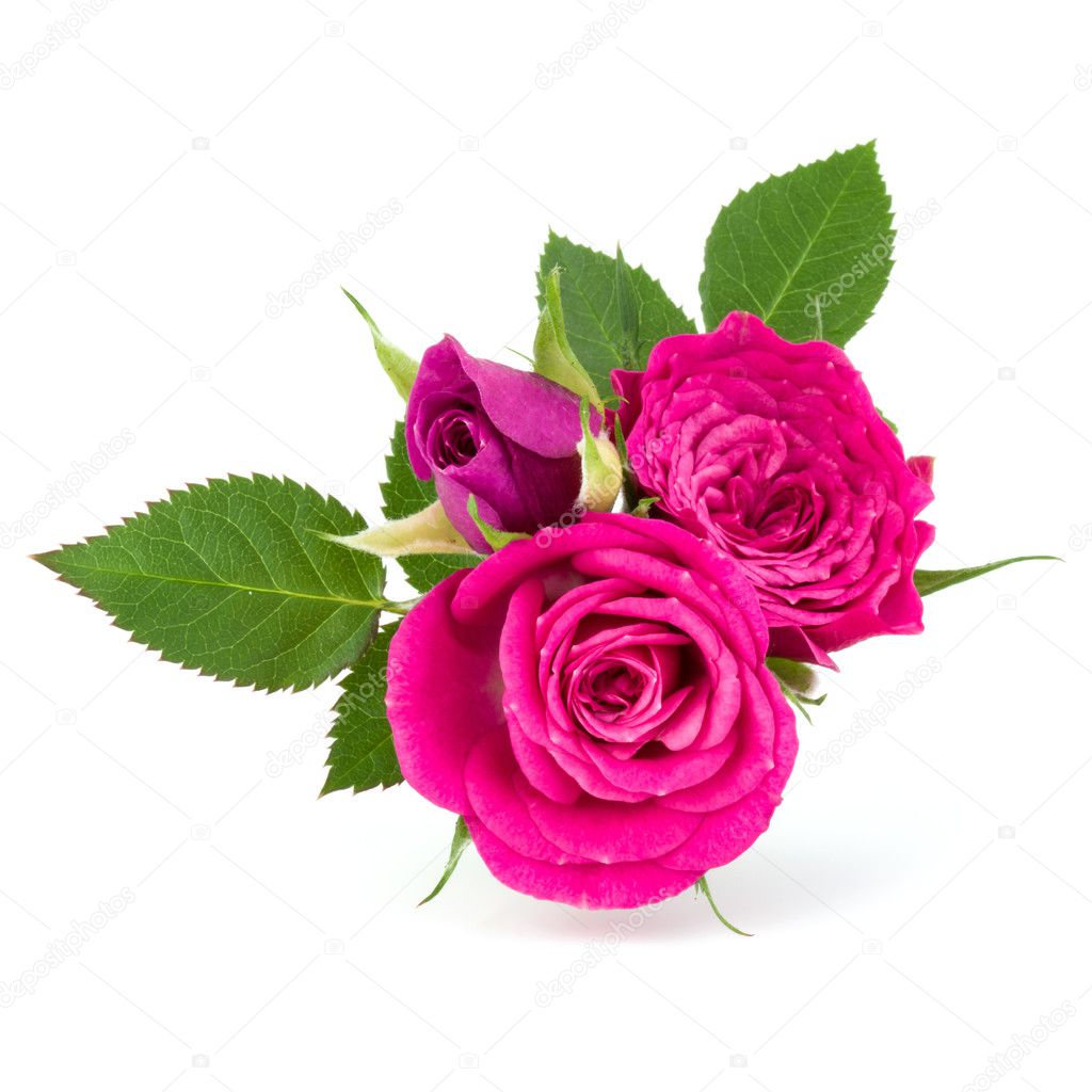 Pink rose flowers isolated Stock Photo by ©natika 126485300