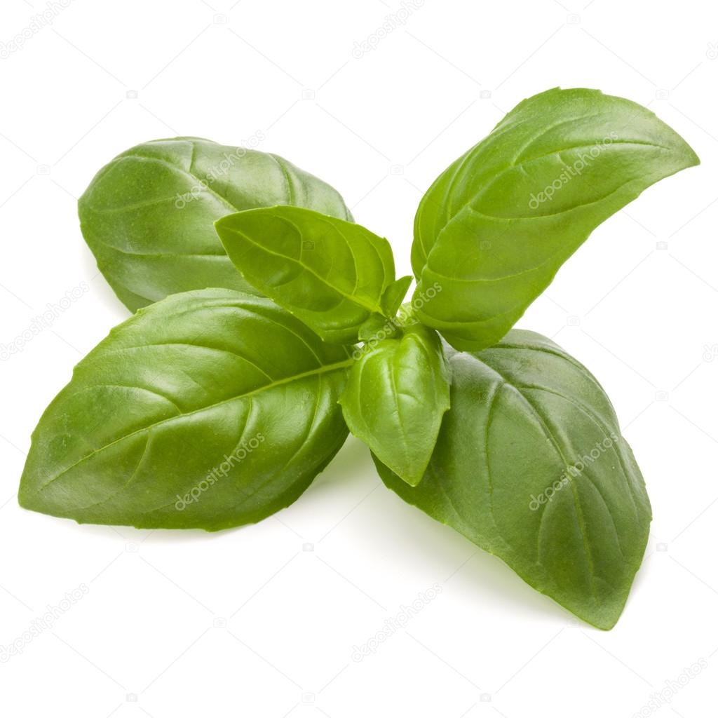 Sweet basil herb leaves isolated