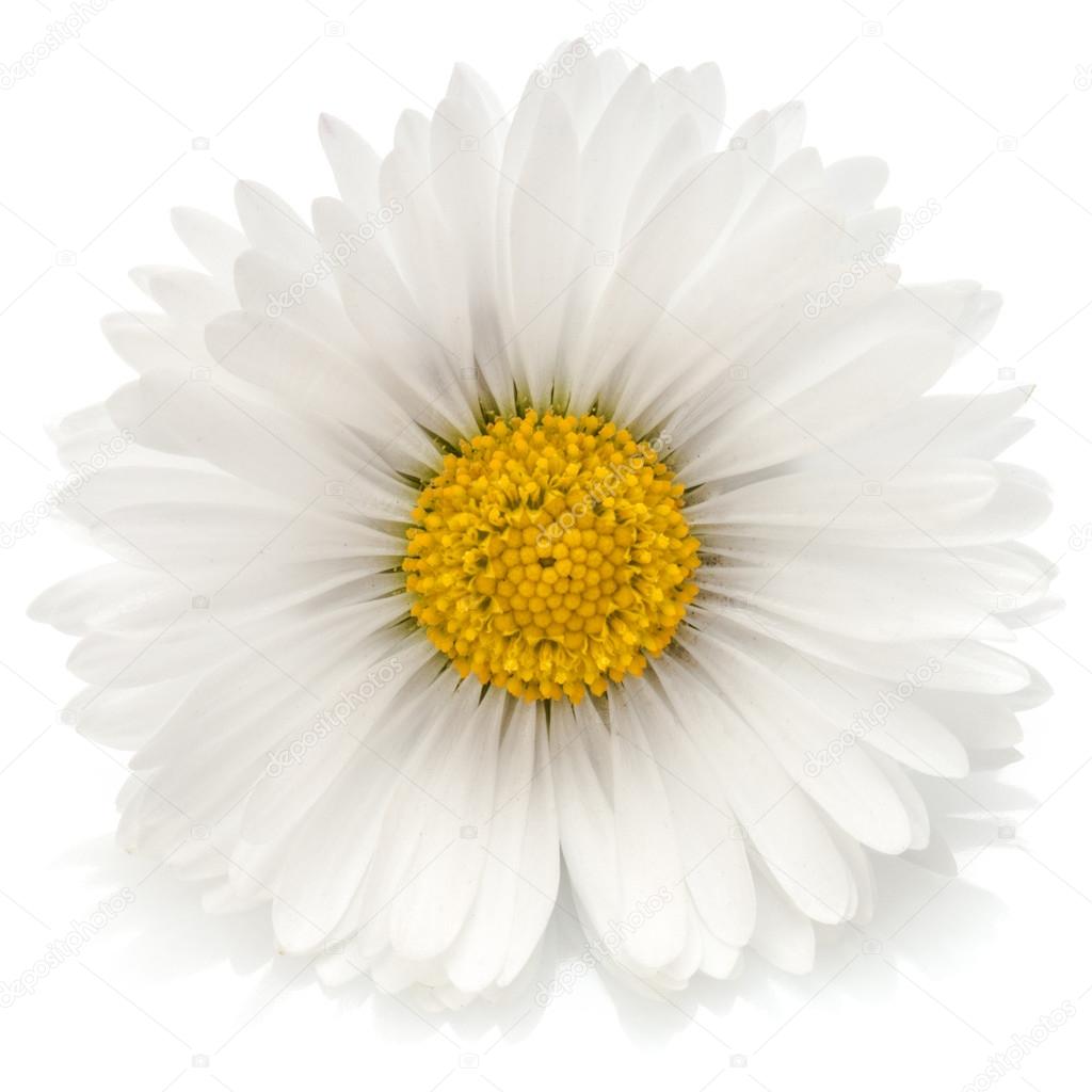 Beautiful single daisy flower isolated