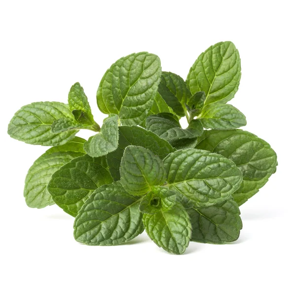 Fresh mint leaves — Stock Photo, Image