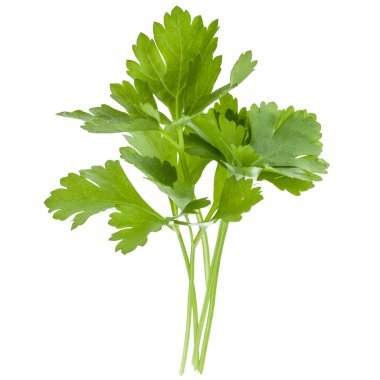 taze maydanoz bitki yaprakları