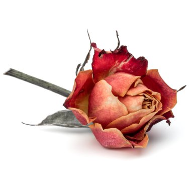 kurutulmuş gül çiçek kafa 