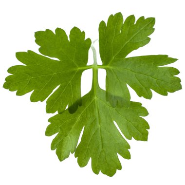 taze maydanoz bitki yaprakları 