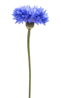 Mavi Peygamber Çiçeği Herb 