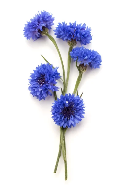 Licencjat przycisk bukiet kwiatów — Zdjęcie stockowe
