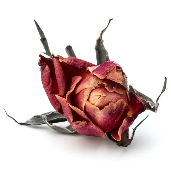 Rose séchée fleur tête — Photo
