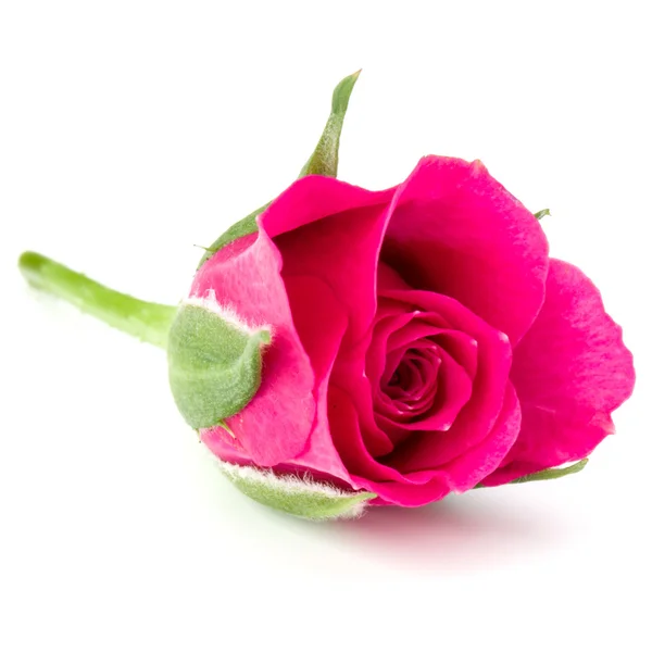 Pink rose flower head — Stock Photo, Image