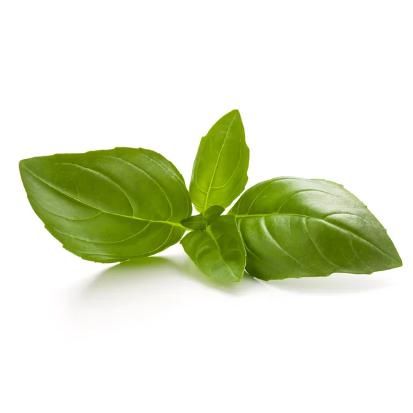 Сладкие листья базилика — стоковое фото