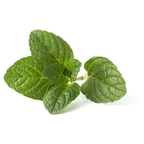 Fresh mint herb leaves — Stock Photo, Image