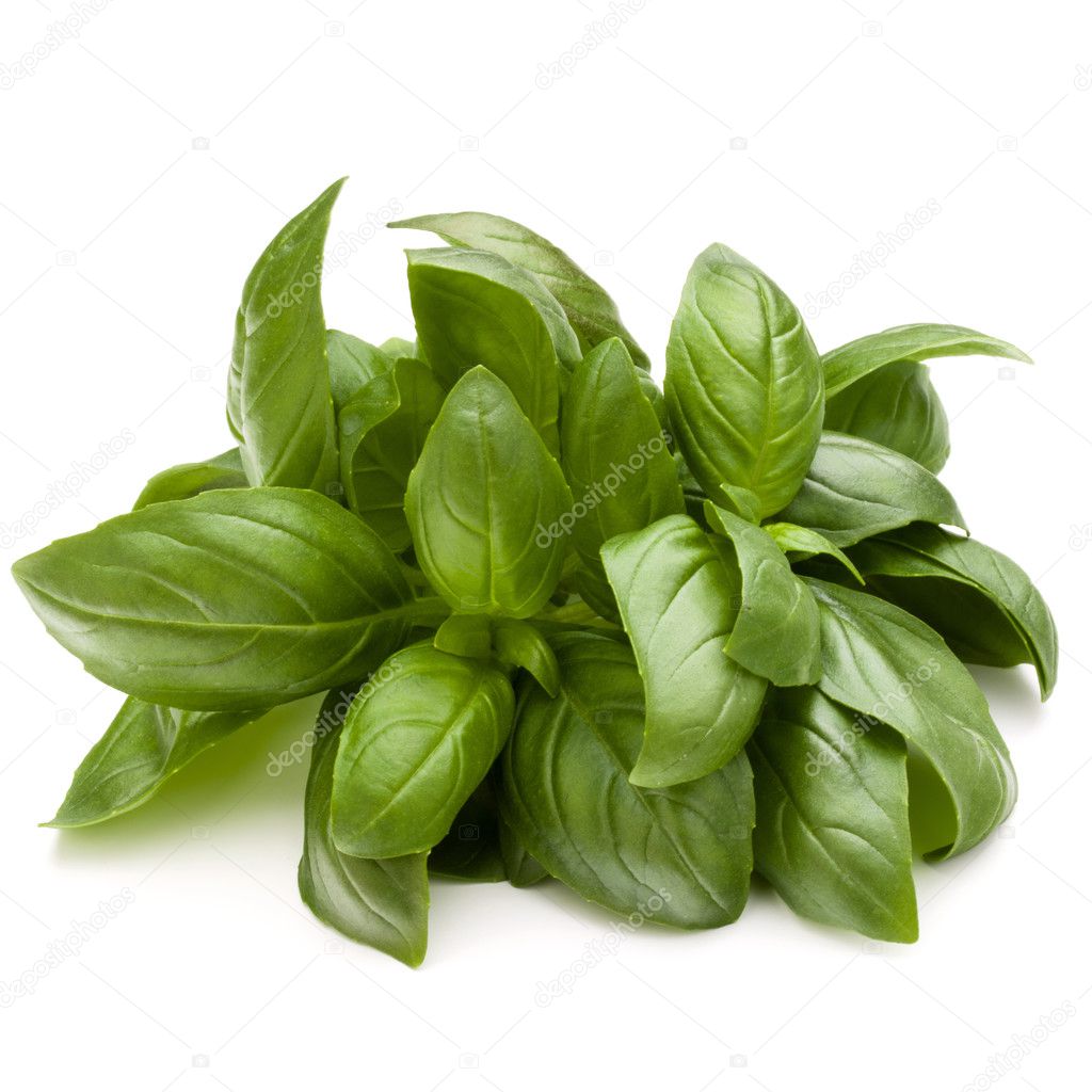 Sweet basil herb leaves