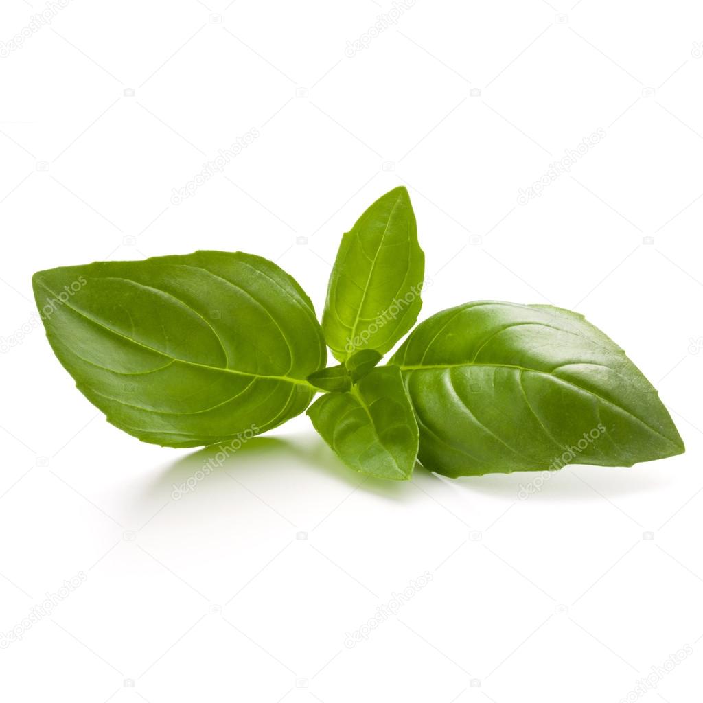 Sweet basil herb leaves