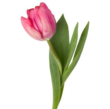 Bir pembe lale çiçeği.