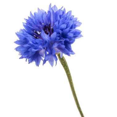 Mavi Peygamber Çiçeği bitki çiçek kafa 