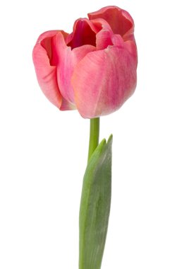 Bir pembe lale çiçeği.