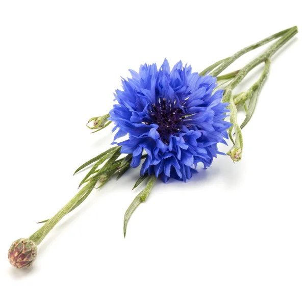 Μπλε καλαμποκάλευρο βότανο λουλούδι κεφάλι — Φωτογραφία Αρχείου