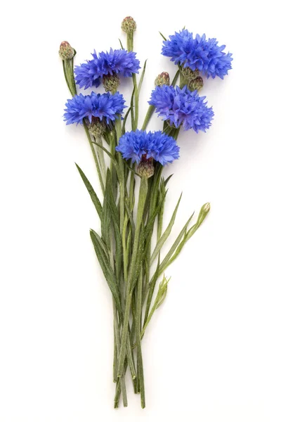 Mazzo di fiori Blue Cornflower Herb — Foto Stock