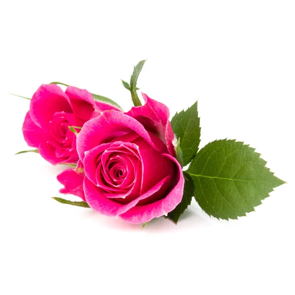 Pink rose flower heads — Stock Photo, Image
