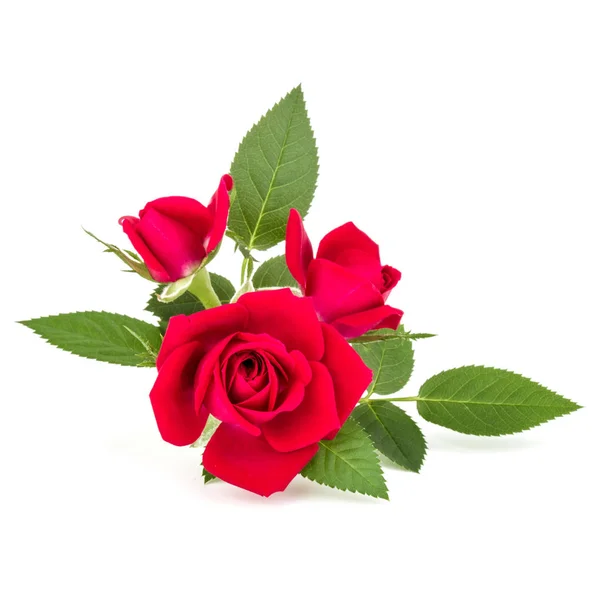 लाल गुलाब फ्लॉवर बुक्वेट — स्टॉक फोटो, इमेज