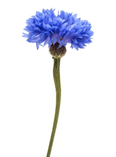 Трава Волошка синій квітка голова — стокове фото