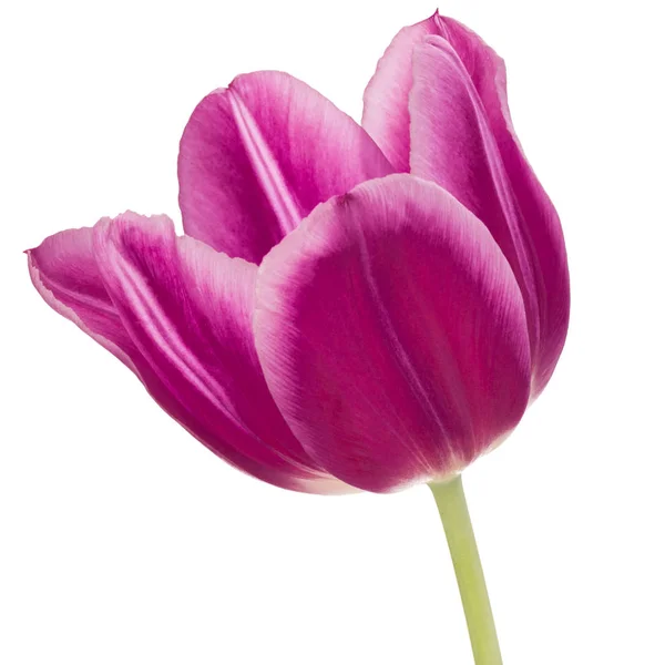 Lila Tulpenblütenkopf — Stockfoto