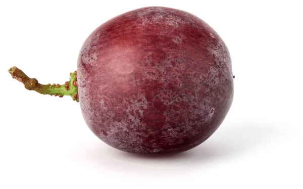 Amora de uva vermelha — Fotografia de Stock
