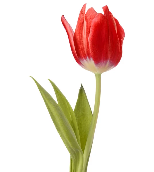 Testa di fiore tulipano rosso — Foto Stock