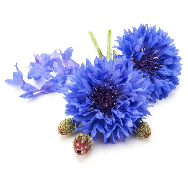 Blue Cornflower Herb flower heads — Stock Photo, Image