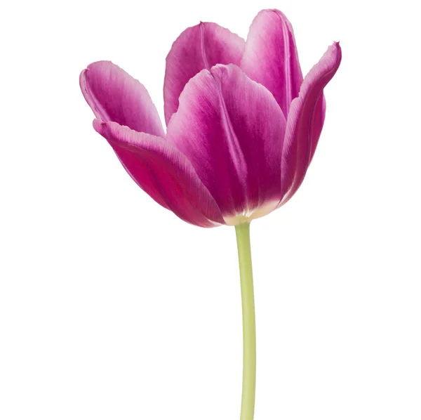 Lila Tulpenblütenkopf — Stockfoto