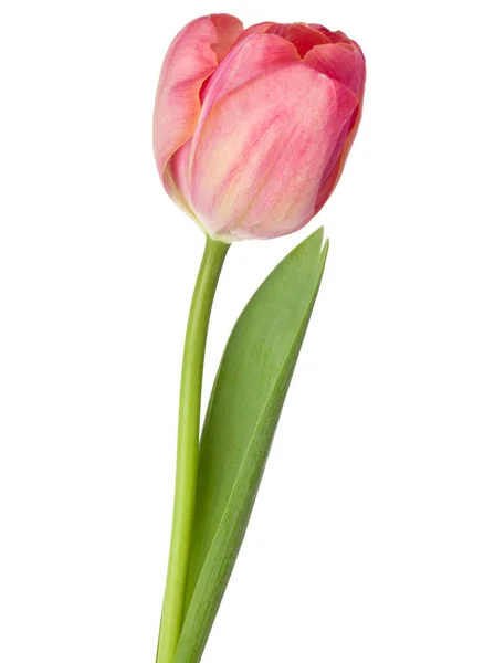 Uma flor de tulipa rosa — Fotografia de Stock