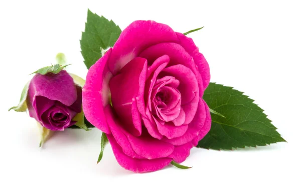 Rózsaszín rózsa virág csokor — Stock Fotó