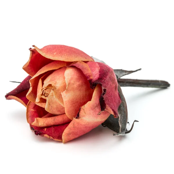Cabeça de flor rosa seca — Fotografia de Stock