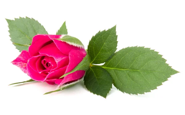 Ροζ λουλούδι κεφάλι — Φωτογραφία Αρχείου