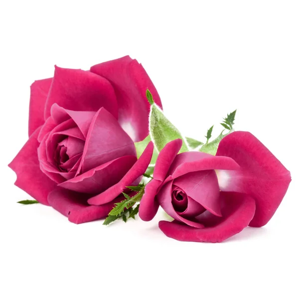 粉红玫瑰鲜花花束 — 图库照片