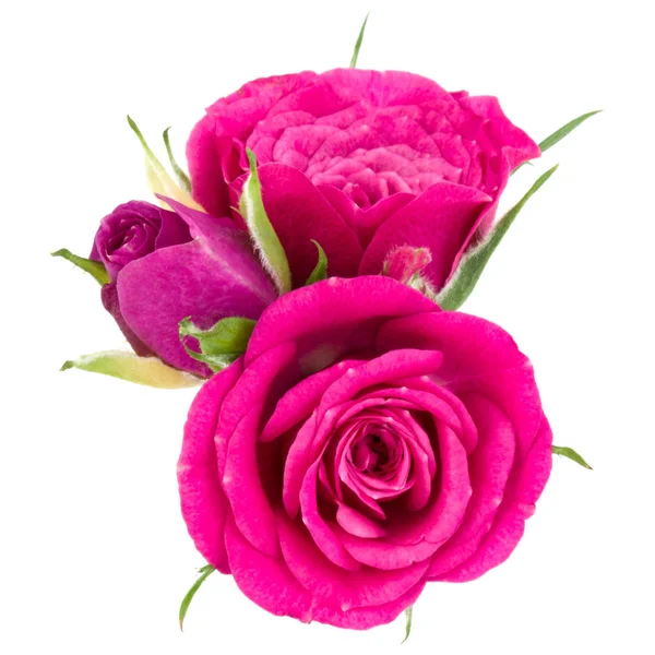 Růžová růže kytice — Stock fotografie
