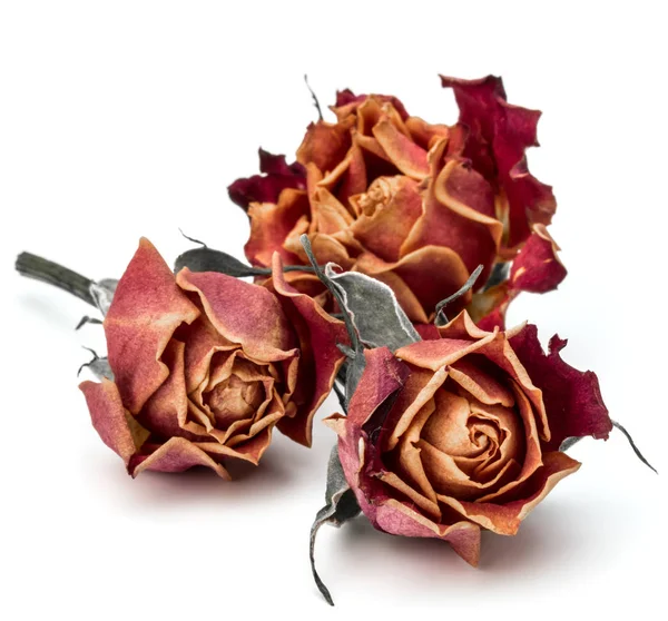 Sušené růže květ hlavy — Stock fotografie