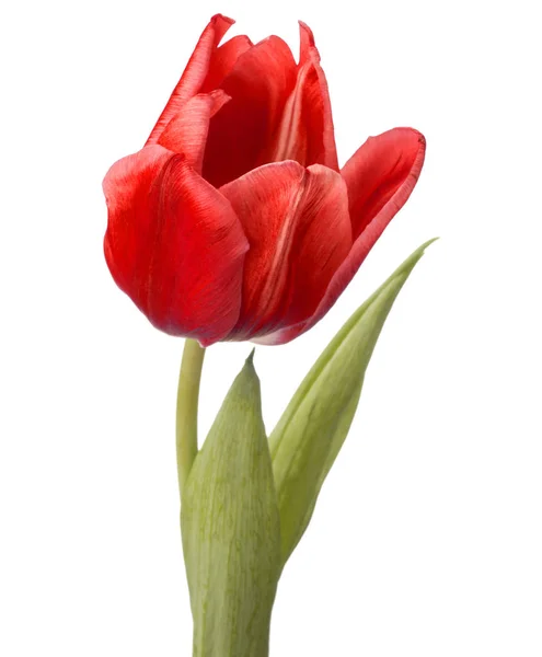 Testa di fiore tulipano rosso — Foto Stock