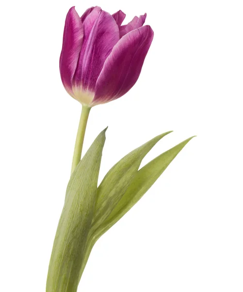 Lila Tulpenblütenkopf — Stockfoto