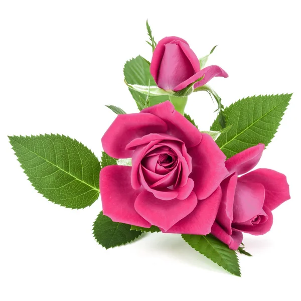 Różowy kwiat róża bukiet — Zdjęcie stockowe