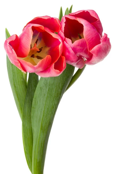 Due fiori di tulipano rosa — Foto Stock