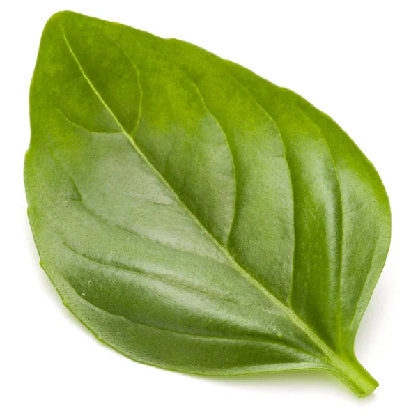 Fesleğen bitki yaprak