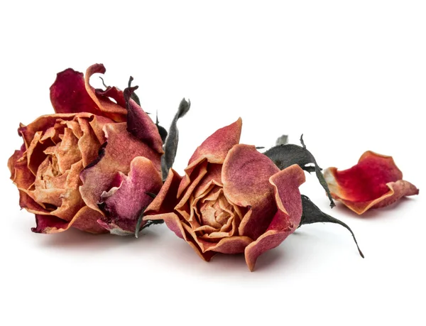 Suszona róża kwiat głów — Zdjęcie stockowe