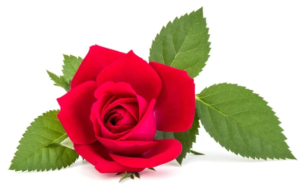 Red rose flower head — Stock Photo, Image