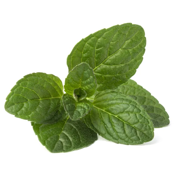 Hojas de menta fresca — Foto de Stock