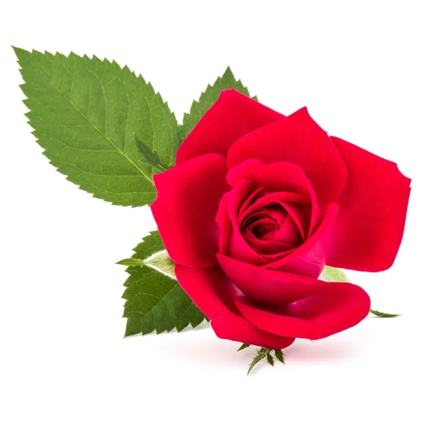 Red rose flower head Royalty Free Stock Images