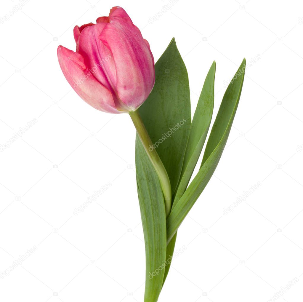 one pink tulip flower