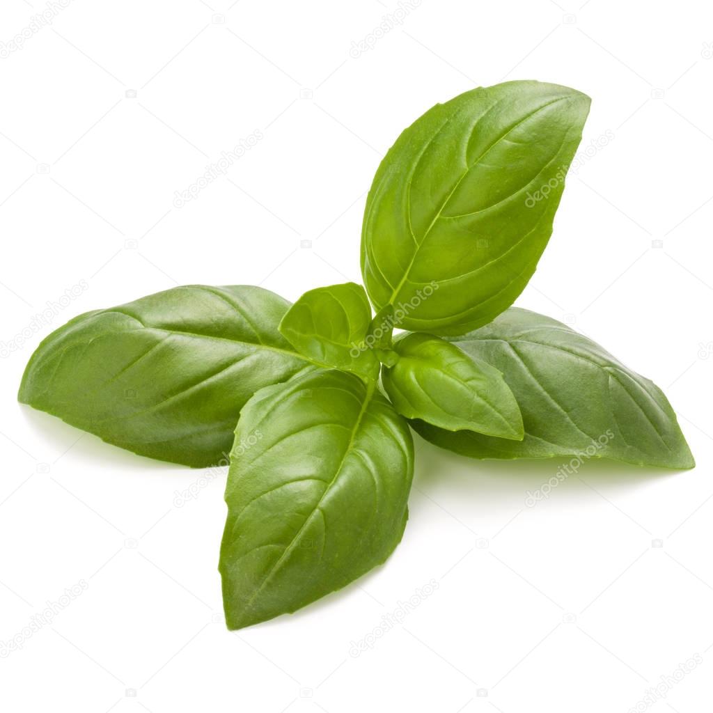Sweet basil herb leaves 