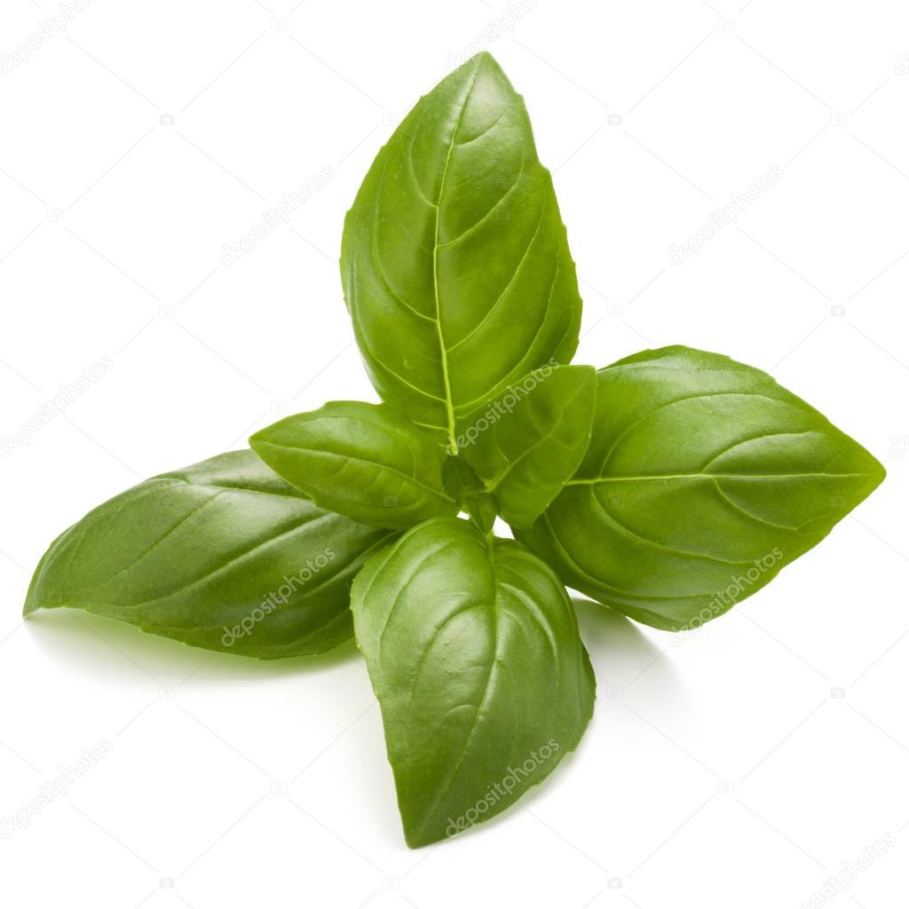 Sweet basil herb leaves 