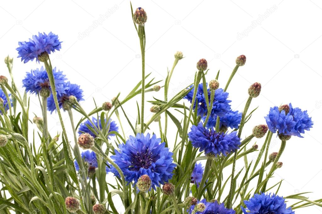 Blue Cornflower Herb flower bouquet