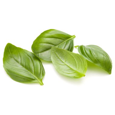 Fesleğen bitki yaprakları
