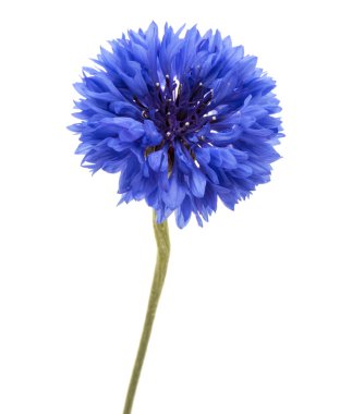 Mavi Peygamber Çiçeği Herb 